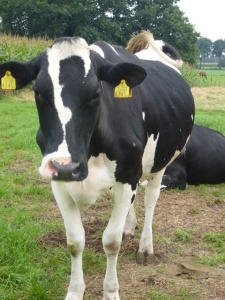 Schooteind Hoeve in Brabant foto 8